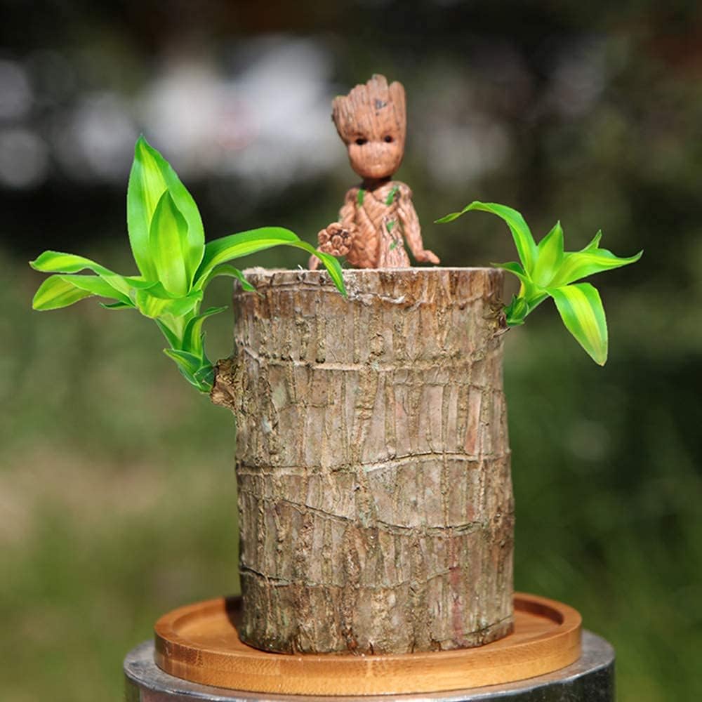 Lucky Brazil Wood Potted Plant (Toy/Tray Not Included) – Shoppymize