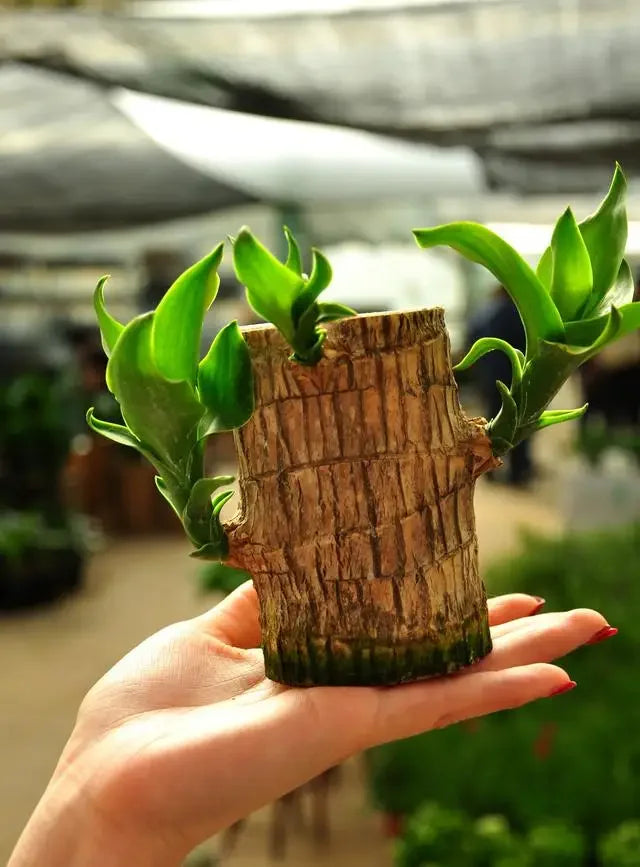 lucky brazil wood potted plant Lucky Brazil Wood Potted Plant (Toy/Tray Not Included) – Shoppymize