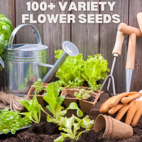 Multiple Variety Of Flower Seeds (Pack of 100 Seeds)