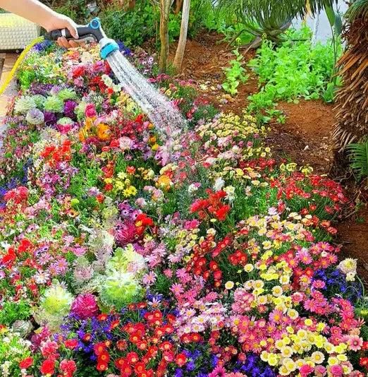 Multiple Variety Of Flower Seeds (Pack of 100 Seeds)