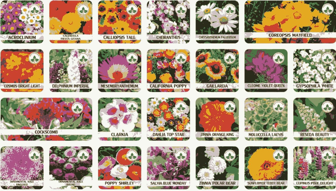 inexpensive flower seeds Multiple Variety Of Flower Seeds (Pack of 100 Seeds) – Shoppymize