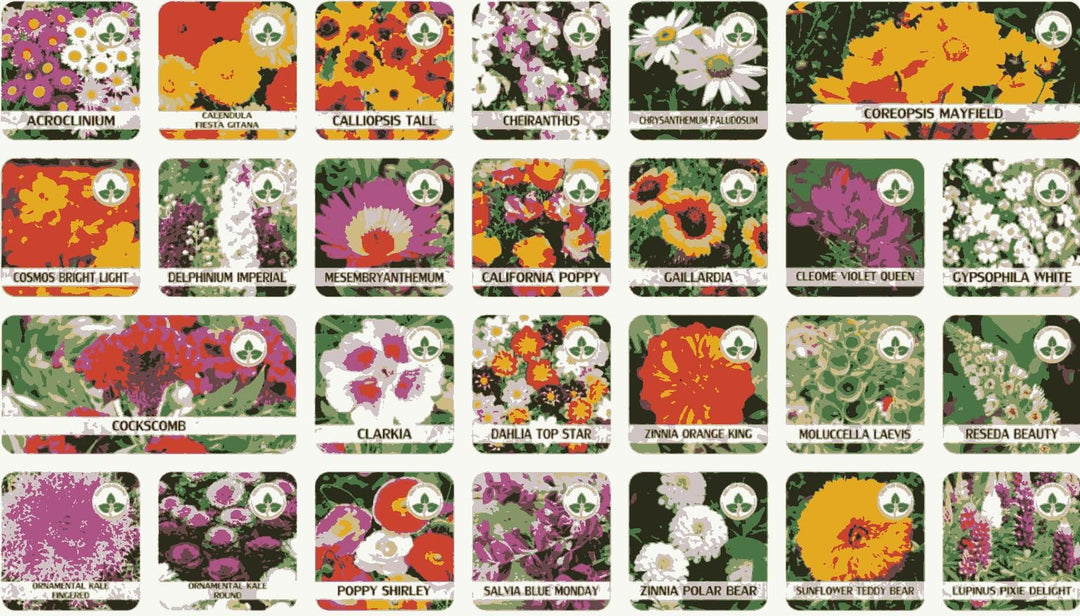 Multiple Variety Of Flower Seeds (Pack of 100 Seeds)